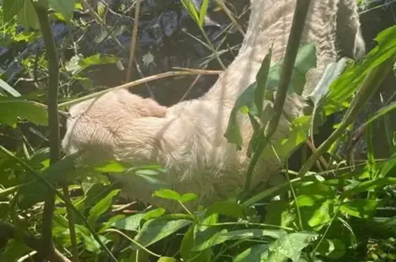 Лабрадор найден: Рассказовское шоссе, 33