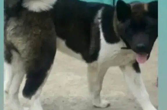 Собаки потеряшки, Кропоткин, фото: Потеряшка собака, Комсомольская 213, Кропоткин