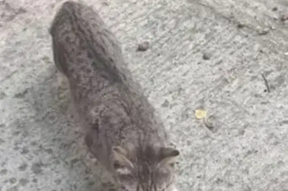 Найдена кошка, Братск, фото: Кошка с котятами, Курчатова 22, Братск