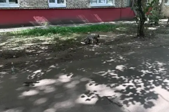 Поиск домашних животных, фото: Серый пудель найден: Попова 32/2, Люберцы