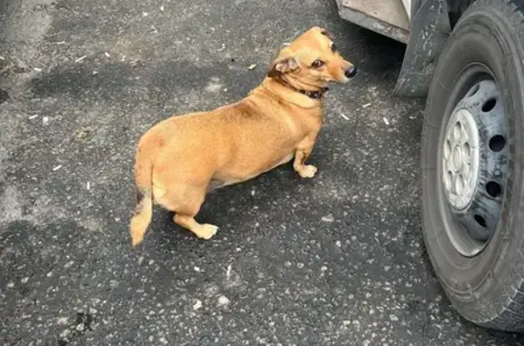 Такса найдена, Платоновская ул., Тула