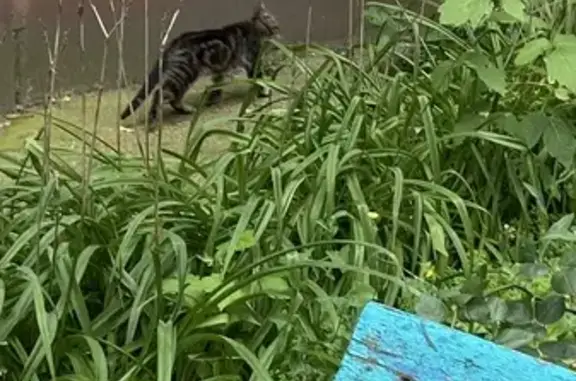 Кошка найдена: ул. Катукова, 28, Липецк