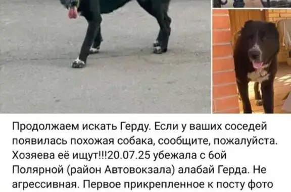 Пропала собака, 6-я Полярная, 6, Крск