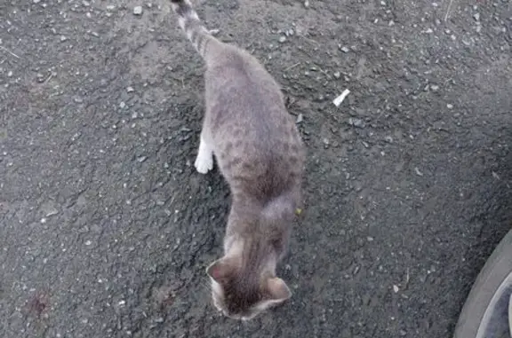 Найдена кошка, Томск, фото: Кошка найдена у ТЦ Волна, пр. Мира 48/3