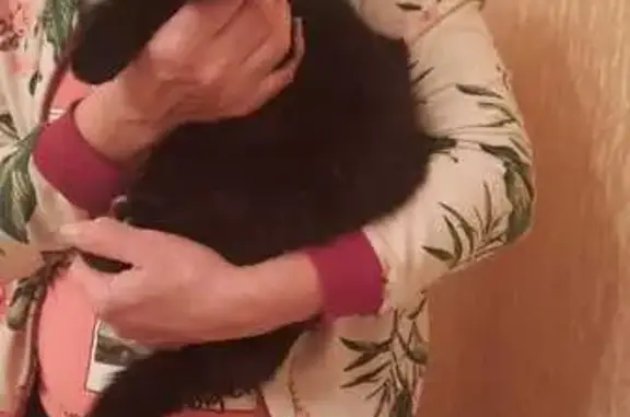 Найдена кошка, ул. Горького, 22, Тула