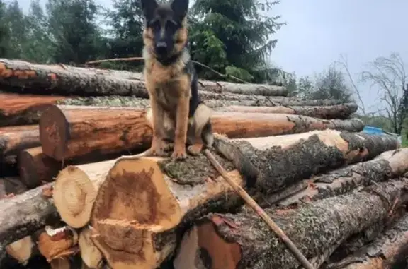 Пропала собака, Хвойная, Новгородская обл.