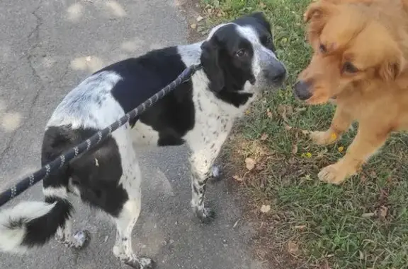 Найдена собака: ул. Рахманинова, 27А