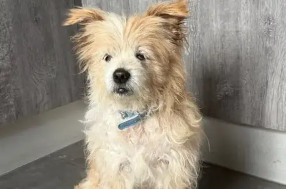 Найденные животные Московская область, фото: Собака найдена: Павлино, МО