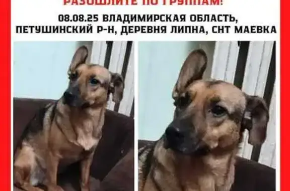 Пропала собака, Труд, Ситниково 17
