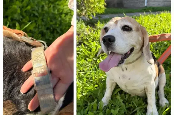 Найдена собака, , фото: Бигль найден: Вольная ул, 1, Никульское