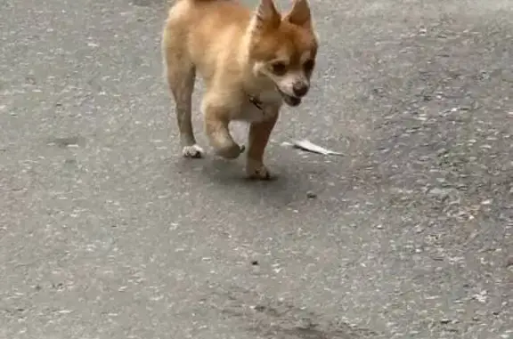 Найдена собака, Брянск, фото: Собака найдена на Красноармейской, 29А