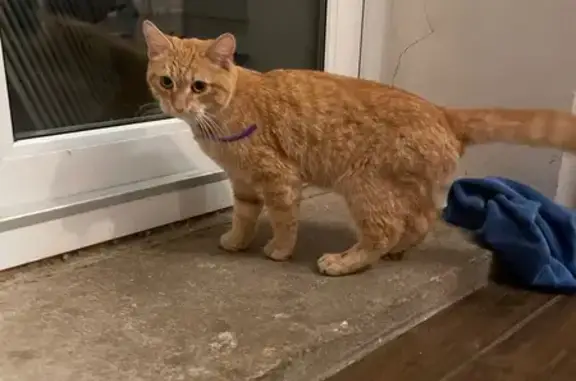 Найдена кошка, , фото: Кошка найдена: Полевая ул., Колтуши