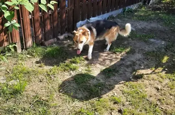 Собака найдена: СНТ Газовик, Суздальский район