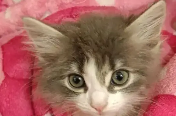 Кошка найдена, ул. Горького, 41, Тамбов