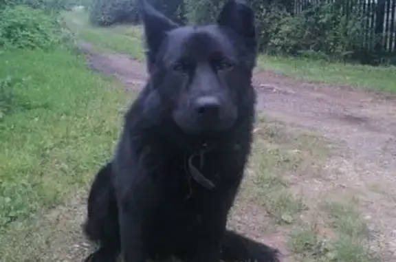 Найдена собака, Московская область, фото: Найден пёс в Орудьево, МО
