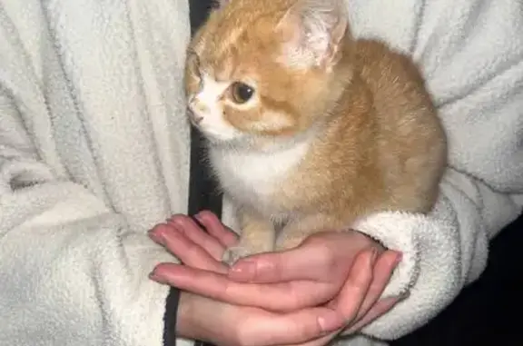 Объявления о пропавших и найденных животных, Багратионовский муниципальный округ, фото: Кошка и котята найдены, Калининградская 3