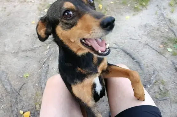 Собаки потеряшки, Новозыбков, фото: Потеряшка собака, ул. Голодеда 4к1, Новозыбков