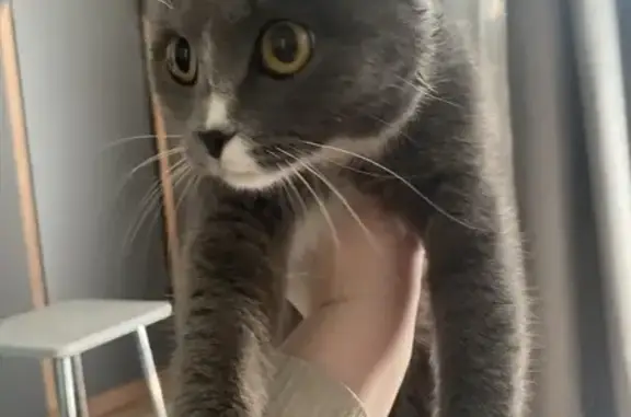 Найдена кошка, Оренбург, фото: Кошка найдена: ул. Поляничко, 4, Оренбург