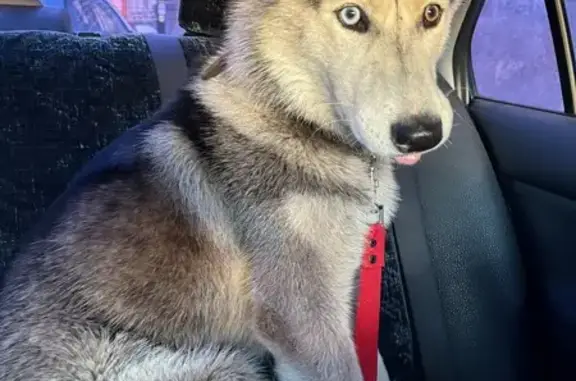 Собака найдена у Старо-Калинкина моста