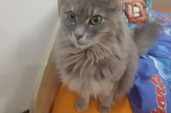 Кошки потеряшки, Тамбов, фото: Потеряшка кошка, Колхозная ул., Тамбов