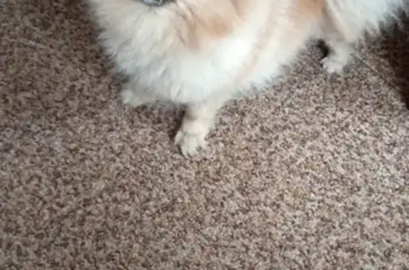 Собака найдена, ул. Пархоменко, Орёл