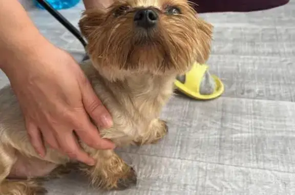 Найдена собака, Омск, 4-й Амурский 14 к2