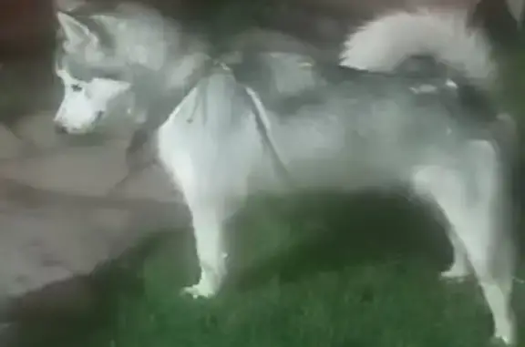 Найденные животные Зыковский сельсовет, фото: Собака найдена: 04Н-150, Зыковский с/с