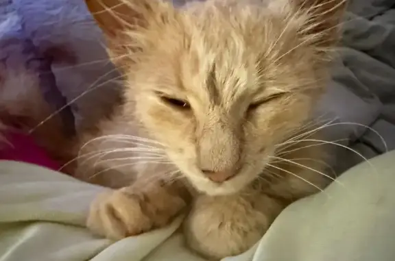 Кошка пропала: Садовая ул., 19Б, Курчатов