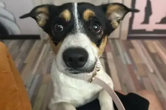 Найдена собака на ул. Плеханова, 54