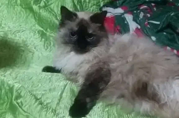 Кошки потеряшки, Иркутск, фото: Потеряшка кошка, Радищева 172А, Иркутск