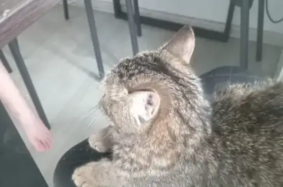 Кошки потеряшки, Барнаул, фото: Потеряшка кошка на Юрина 204Б, Барнаул