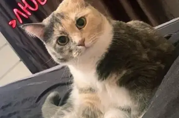 Пропала кошка, Советская 25, Пыть-Ях