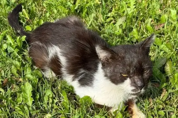 Кошки потеряшки, Дмитров, фото: Потеряшка кошка на Исторической площади, Дмитров