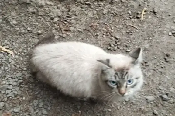 Кошка найдена: ул. Саммера, 4А, Вологда