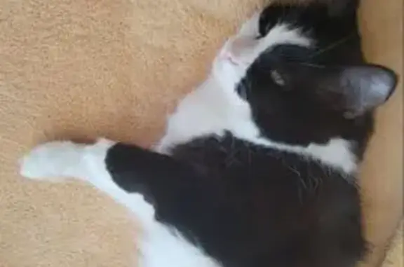 Кошки потеряшки, Омск, фото: Потеряшка кошка, Омск, ул. Тюленина 1/1