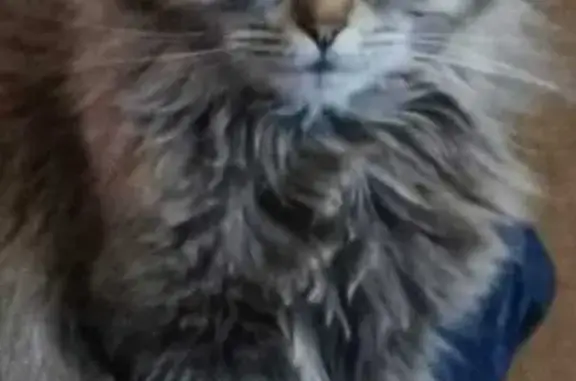 Кошки потеряшки, Скоропусковский, фото: Потеряшка кошка, 1 Скоропусковский 