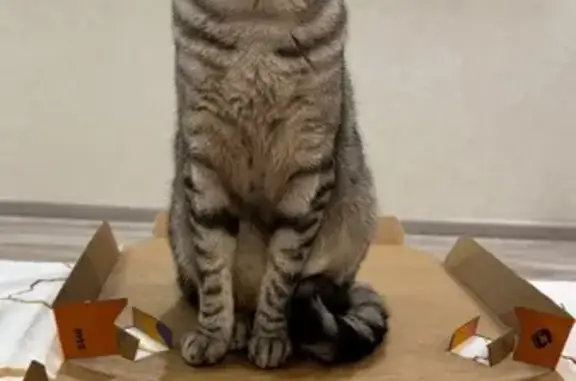 Кошки потеряшки, Московская область, фото: Потеряшка кошка в СНТ Прудцы, МО