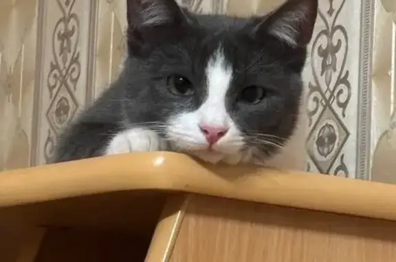 Кошки потеряшки, Казань, фото: Потеряшка кошка, ул. Блюхера, Казань