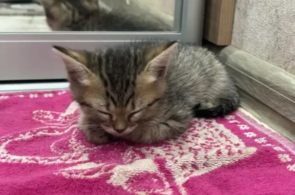 Кошка найдена: Шаимский проезд, 20