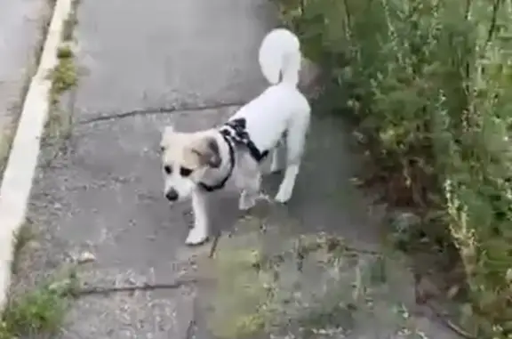 Пропала собака в Усть-Баргузине