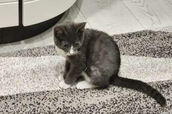 Кошка найдена: ул. Ф. Мюнниха, 11, Томск