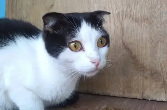 Найдена кошка, Хуторская ул., 2А, Курск