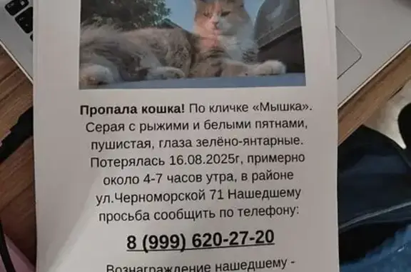 Пропала пушистая кошка, Томск, Томская обл.