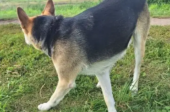 Найдена собака, Суздаль, фото: Собака найдена в центре Суздаля, Кремлёвская