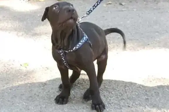 Найдена собака, Невинномысск, фото: Собака найдена: ул. Гагарина, 22, Невинномысск