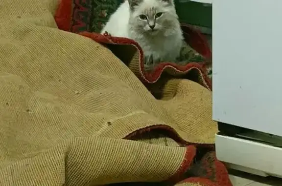 Найдена кошка, Ишим, фото: Кошка найдена у автомойки, Сурикова 48, Ишим