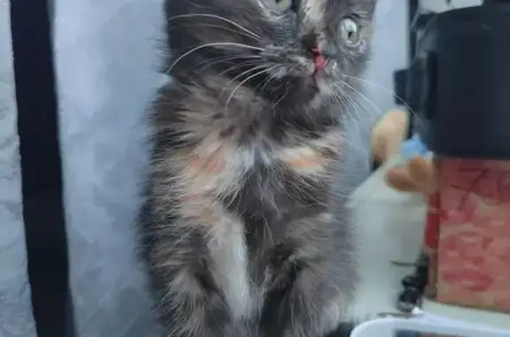 Пропала кошка, Белорусская ул., 6, Тольятти