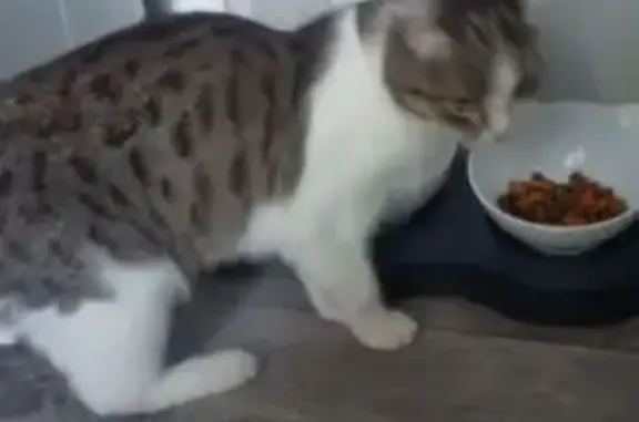 Найдена кошка, Оренбург, фото: Кошка найдена: Майский проезд 9, Оренбург