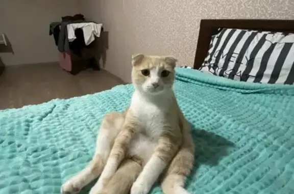 Кошки потеряшки, Бронницы, фото: Потеряшка кошка, ул. Льва Толстого, 17