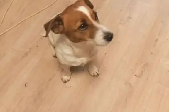 Найдена собака, Томск, фото: Найдена собака, Блок-Пост 3, Томск